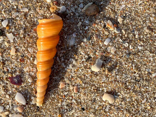 shell on the beach