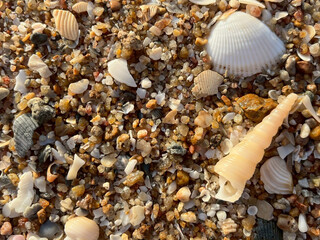 shell on the beach