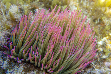 Seagrass underwater with natural sunlight in Mediterranean sea, jijel Algeria, Sea Grass underwater, seagrass Kelp grows in rocks under the sea and the diversity of life in the Mediterranean.