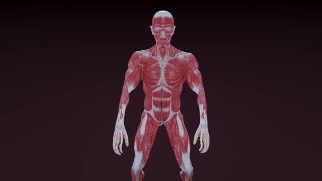 3D Illustration Animation of Fitness male doing Air Squats Exercise. Air Squat Exercise 3D Animation. Muscle Man Highlight Demonstration. Muscle Man doing Air Squats Exercise. Exercise in Loop