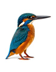 Obraz premium A vibrant kingfisher bird stands isolated against a clean white background.