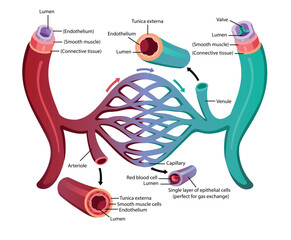 Anatomical Illustration of Human Blood Vessel
