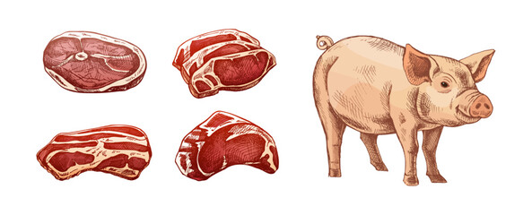 Hand drawn vintage sketch of pork cuts and farm pig in engraved style, colored vector illustration