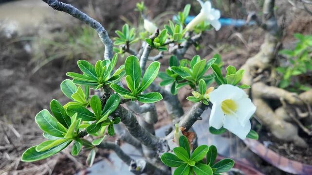 White adenium flower blooming on a desert rose plant with glossy green leaves and thick branches in a garden, Thailand