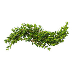 A curved branch with green leaves isolated on white isolated on transparent background