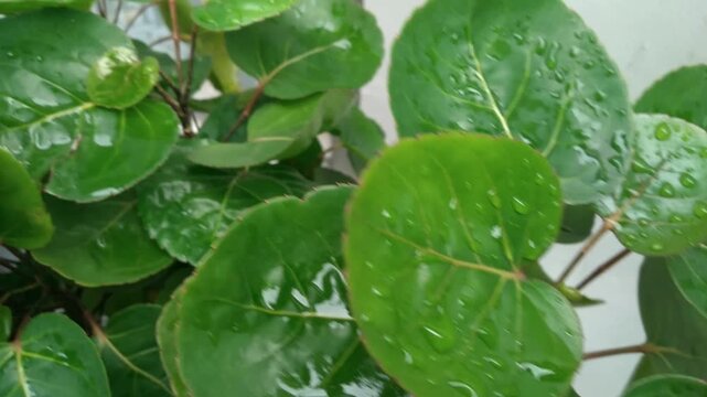 Polyscias scutellaria or Mangkokan plant is a plant of the Araliaceae family from the genus Polyscias.  This plant has many benefits including as a salad, for body care and herbal medicine