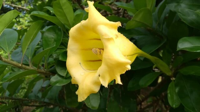 Solandra grandiflora or Solandra maxima is a species of plant in the Solanaceae family of the genus Solandra and is a climbing plant with large, attractive trumpet-shaped flowers
