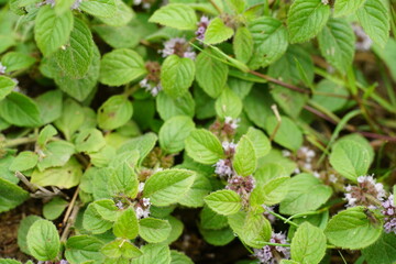 Wilde frische Acker-Minze auf einer Wiesen (Mentha arvensis)