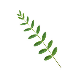 Obraz premium A single green leaf branch isolated on transparent background
