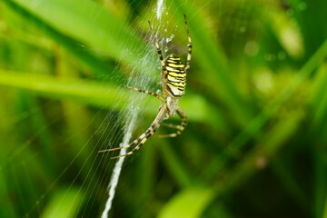 Wespenspinne in ihrem Netz, Argiope bruennichi
