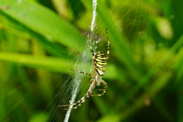 Wespenspinne in ihrem Netz, Argiope bruennichi