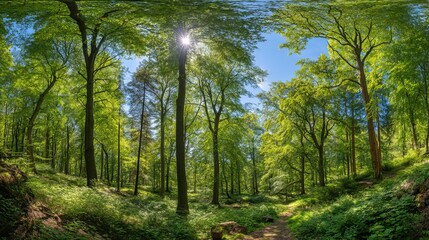 Obraz premium Panoramic view of lush green deciduous forest with bright sunlight and blue sky in a vibrant summer landscape