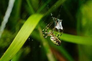 Wespenspinne in ihrem Netz, Argiope bruennichi mit Beute