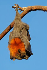 A grey-headed flying fox (Pteropus poliocephalus) hanging in a tree during the day, South Australia
