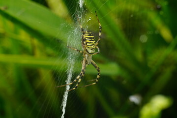 spider, wespenspinne im Detail 