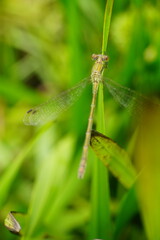 Small Green female dragonfly on a branch