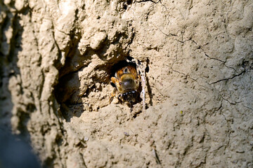Hairy-footed flower bee // Frühlings-Pelzbiene, Gemeine Pelzbiene (Anthophora plumipes)