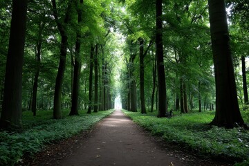 Fototapeta premium Forest trail through vibrant green woodland