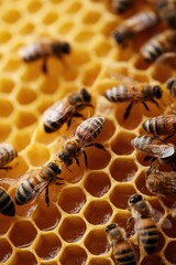 bees sit on the hive and make honey