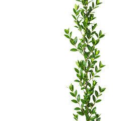 Obraz premium A vertical green boxwood branch isolated on transparent background