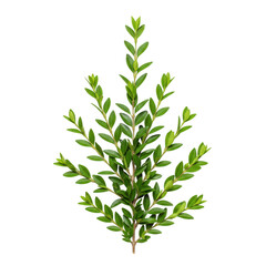 Fototapeta premium A green boxwood branch isolated on transparent background