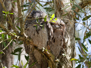 A pair of Tawny Frogmouth (Podargus strigoides) well camouflaged perched on a eucalyptus tree.