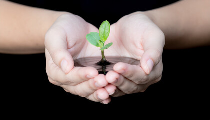 Human hands holding small pool of water with tiny sprout