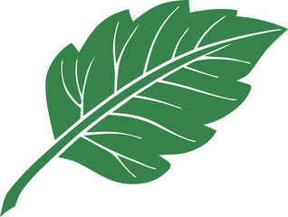 Isolated close-up of a fresh green leaf, its natural texture and veins visible on a white background
