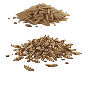 Vector illustration showcases two piles of cumin seeds, one neatly arranged and the other more scattered, on a white backdrop, perfect for culinary design