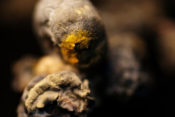 Macro shot of green mould on dried blueberries