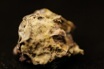Macro shot of green mould on dried blueberries