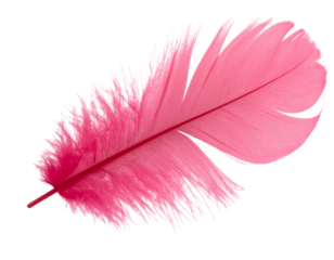Elegant Pink Feather Laying Flat, Minimalist Top-Down View PNG Illustration