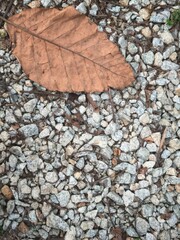 A large, dried leaf resting on a bed of small, gray pebbles in a natural outdoor setting