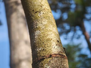 Close-up of a textured tree trunk with sunlight filtering through surrounding foliage