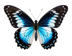 Obraz premium Hypolimnas Dexithea Butterfly with Wings Spread, Top View, Isolated on White