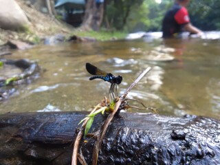 Dragonfly perched on a log by a serene stream with a person fishing in the background