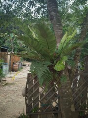 Lush green ferns growing on a tree near a rustic path with wooden fences and barrels