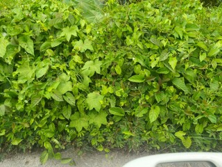 Lush Green Foliage Surrounding a Pathway with Subtle White Flowers and Natural Light