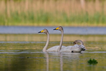 Two Whooper swans are swimming in the water. Wildlife scene from nature. Cygnus cygnus
