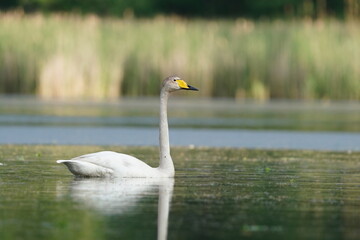 Beautiful Whooper swan swimming in the water. Wildlife scene from nature. Cygnus cygnus