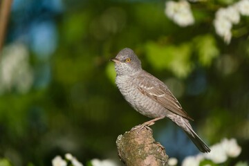 A barred warbler (Sylvia nisoria) sits on a branch. songbird in the nature habitat.