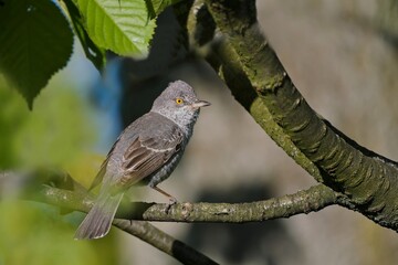 A barred warbler (Sylvia nisoria) sits on a branch. songbird in the nature habitat.