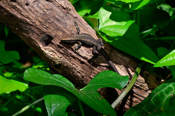 Peloponnes-Kieleidechse // Greek algyroides, Greek keeled lizard (Algyroides moreoticus) - Messinien, Peloponnes, Griechenland