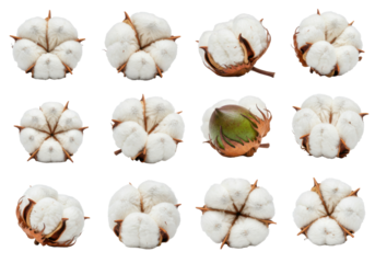 Close-up of cotton bolls showcasing their fluffy white fibers against a neutral background