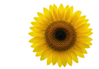 Fototapeta premium Vibrant sunflower in full bloom against a clear blue sky, symbolizing summer joy