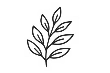 Simple line art illustration of a branch with leaves, ideal for minimalist designs and projects requiring a transparent background