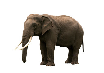 Obraz premium Majestic elephant standing gracefully in a serene landscape with lush greenery