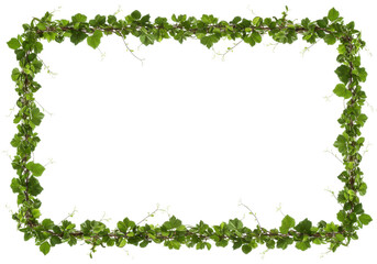 A lush green ivy frame surrounding a blank space, ideal for invitations or announcements