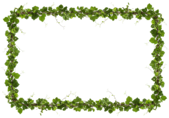 A lush green ivy frame surrounding a blank space, ideal for invitations or announcements