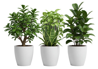 Obraz premium Three indoor potted plants showcasing vibrant greenery and unique shapes in a modern setting